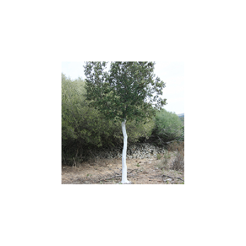 Muraille Blanc Arboricole 1L - Decamp - Décamp radical